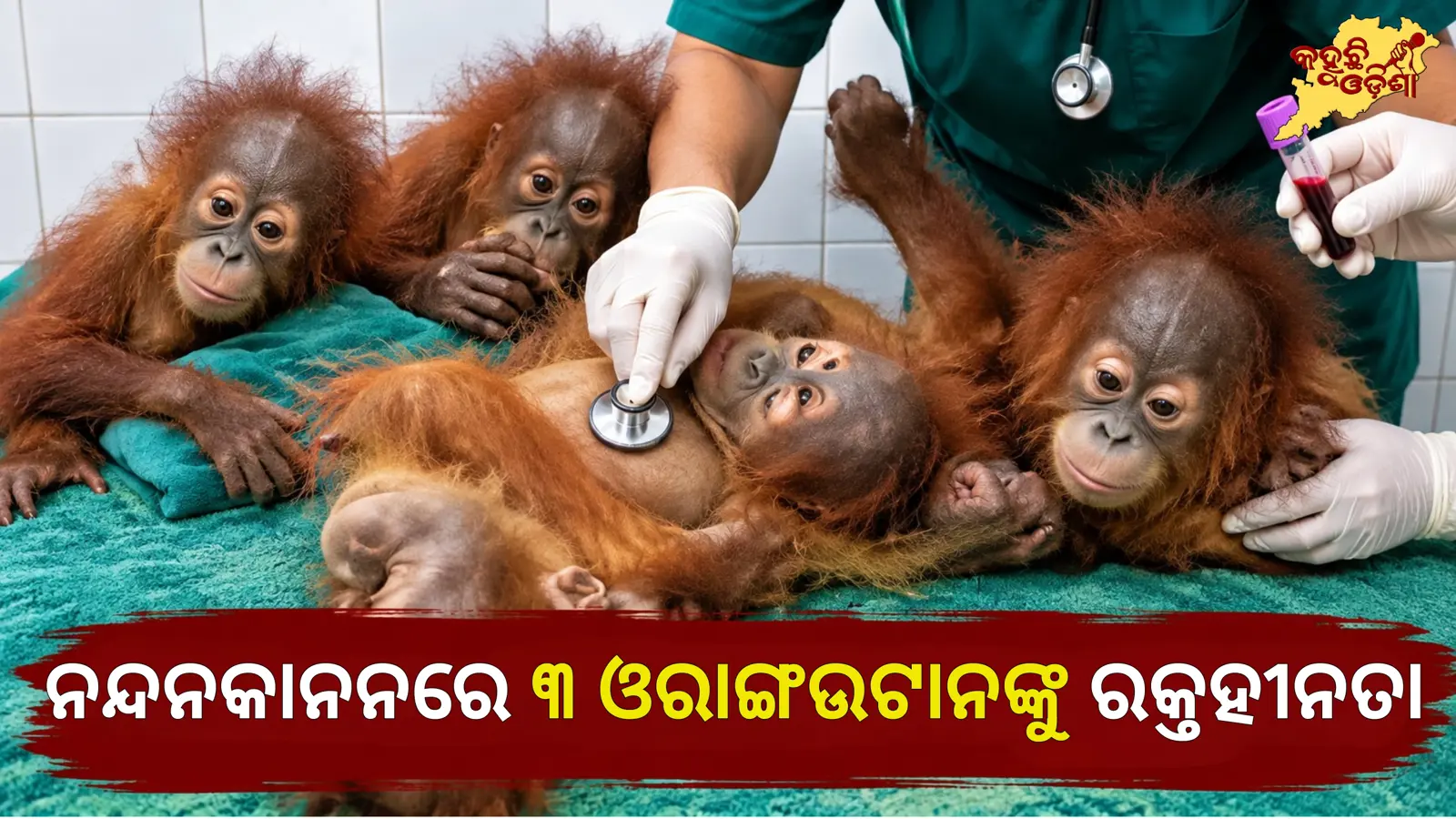 ନନ୍ଦନକାନନରେ ୩ ଓରାଙ୍ଗଉଟାନ ଛୁଆଙ୍କୁ ରକ୍ତହୀନତା, ଜଣଙ୍କ ଅବସ୍ଥା ଗୁରୁତର